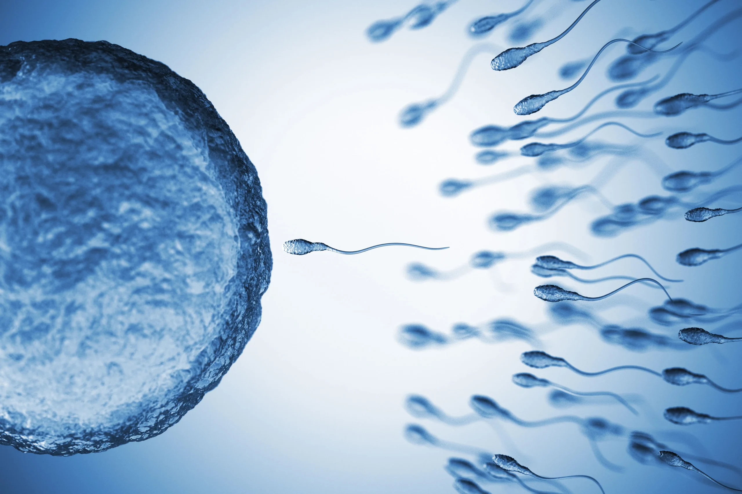 Male Fertility Testing